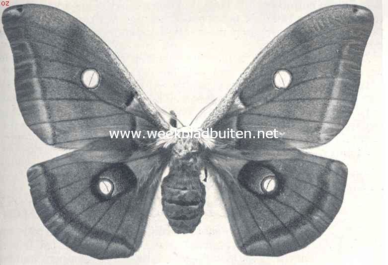 De rouwoog (Telea Polyphemus)