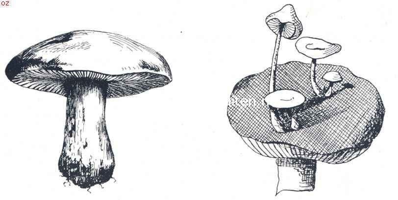 Tricholoma Graveolens. Nyctalis Asterophora