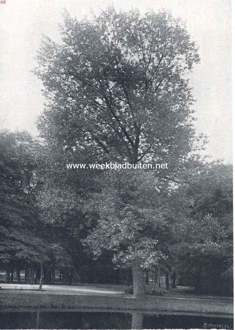 Canadeesche populier in het Vondelpark te Amsterdam
