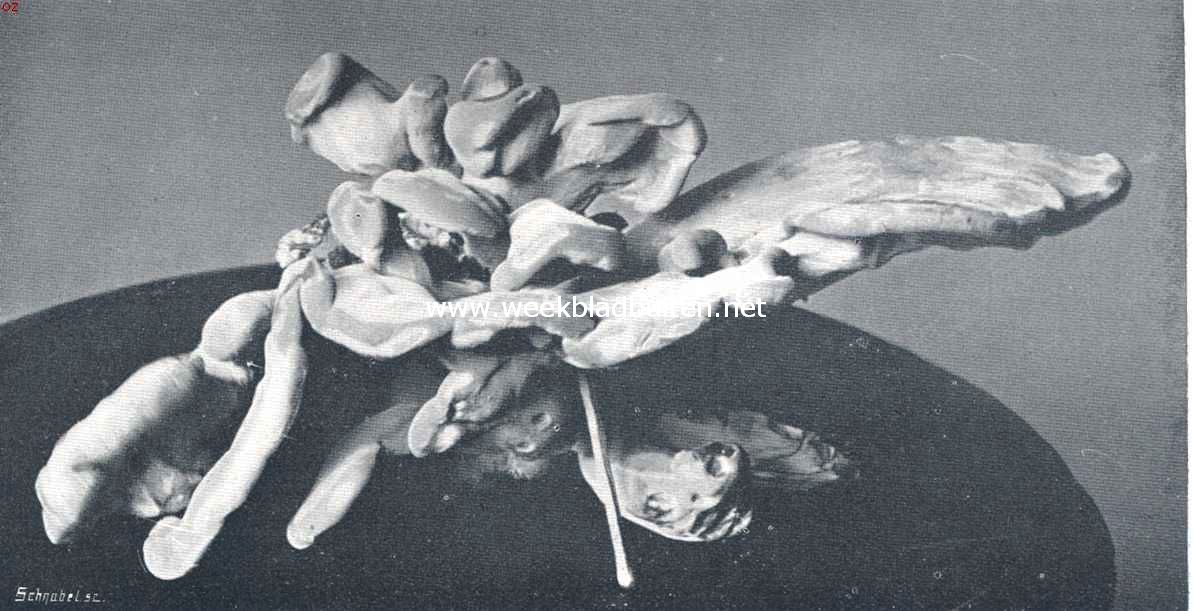 Polyporus Sulphurus Tr. (Profiel)