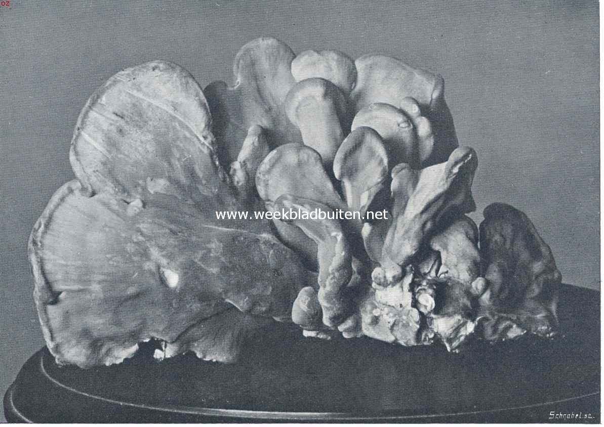 Polyporus Sulphurus Tr. (En face)