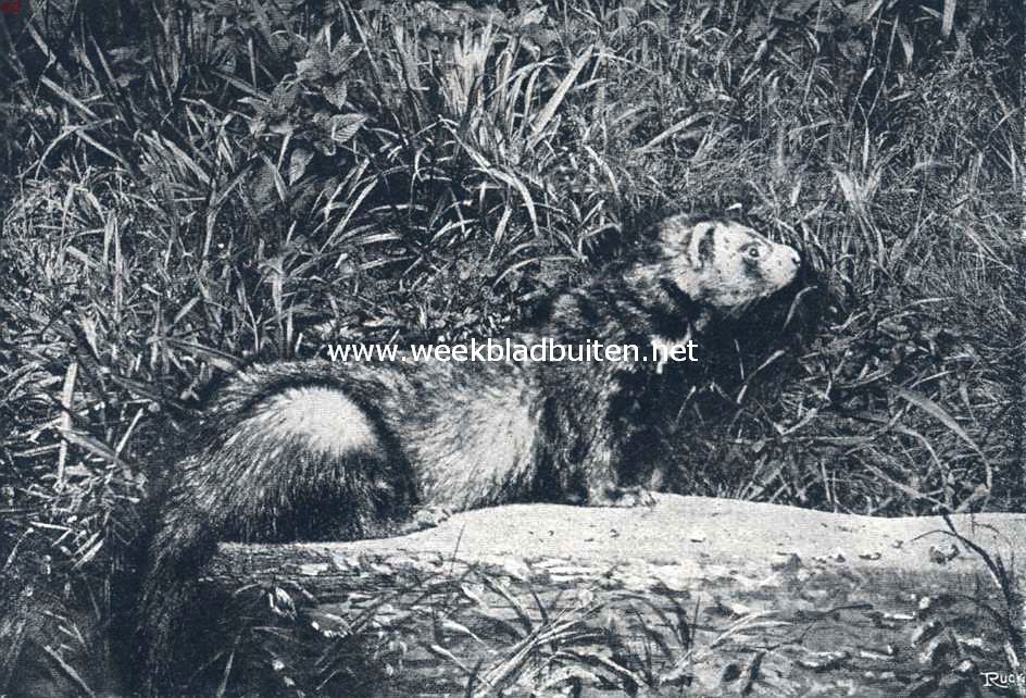 Het Grijze of Bunzingfret