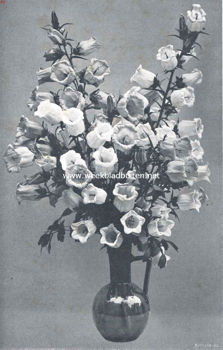 Campanula Medium