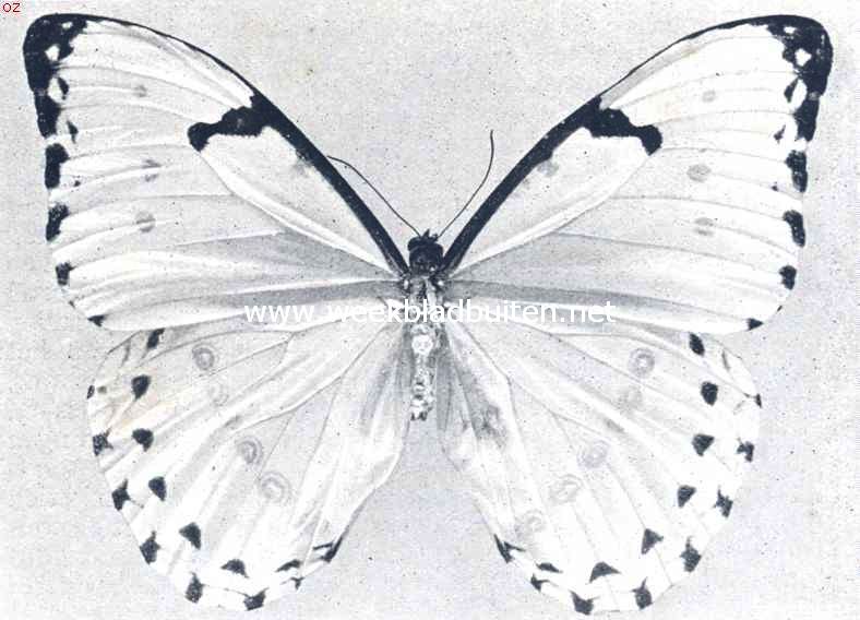De Morpho Epistrophis