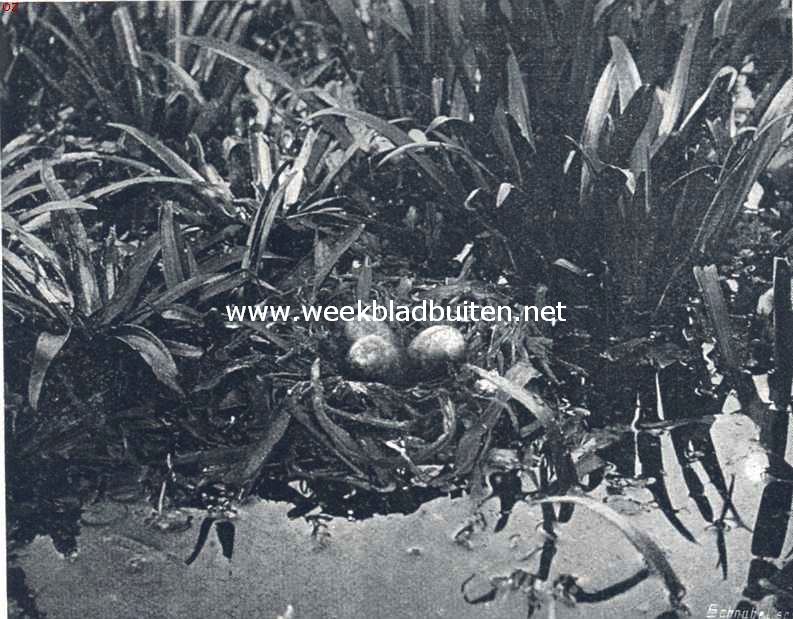Nest en eieren van de Zwarte Stern