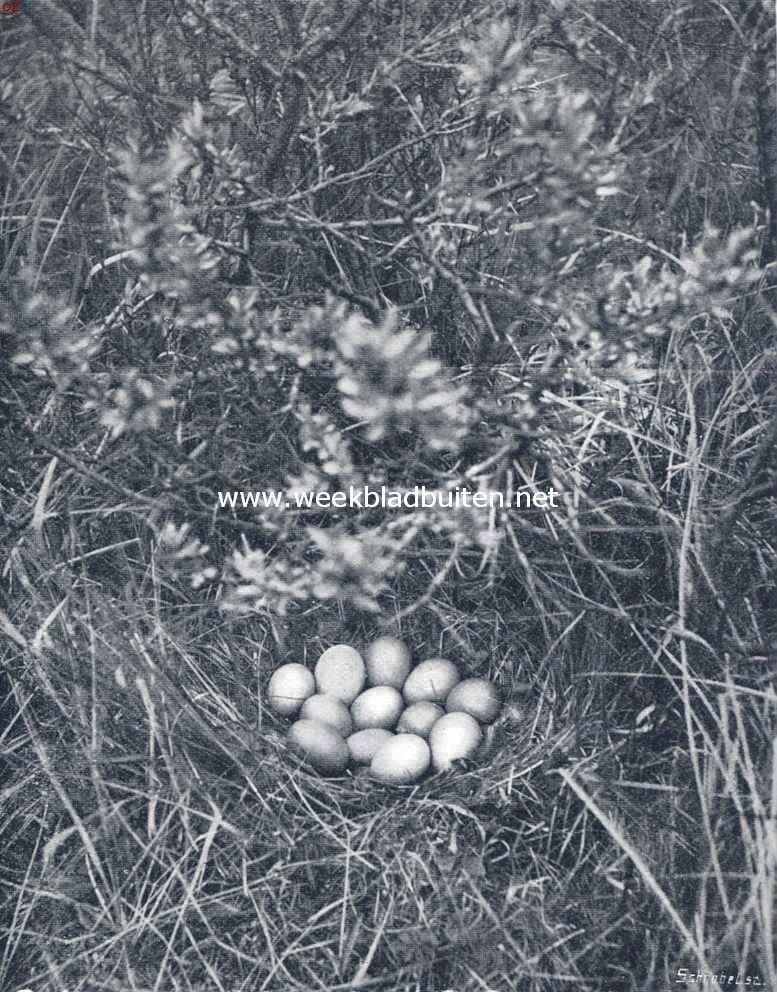 Nest en eieren van de Fazant