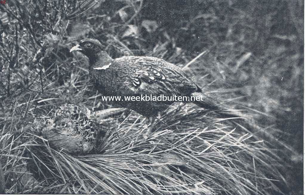 Fazanten op het nest