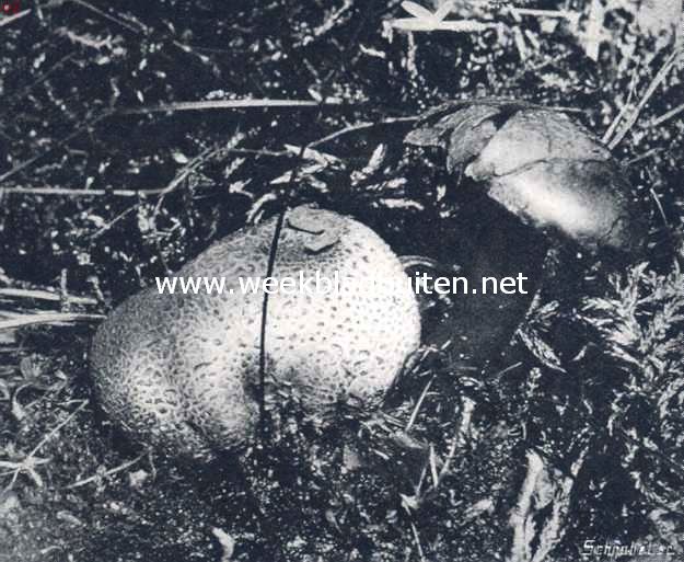 Boletus Parasiticus Bull