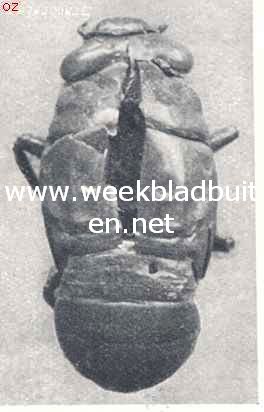Cocon van Cicada Plebeja