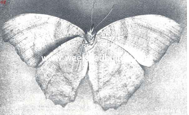 Bladvlinder (Kallima spc)