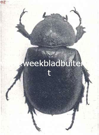 Hertekever (vrouwtje) (Chalcosoma Atlas)