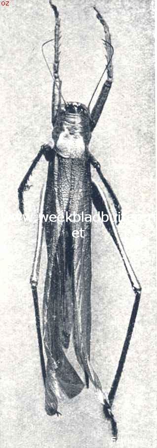 Locusta SPC. (1/3 vergroot)