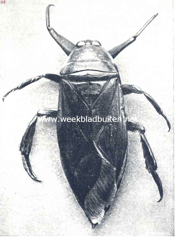 Zwemwants, bovenzijde. (Naucoris Cimicoides)