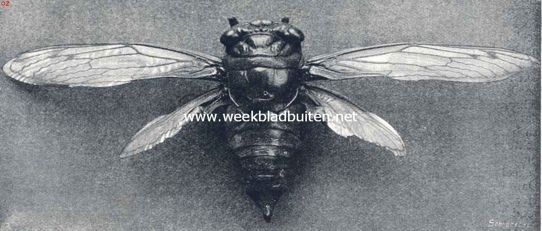 Garng (Cicada Plebeja)