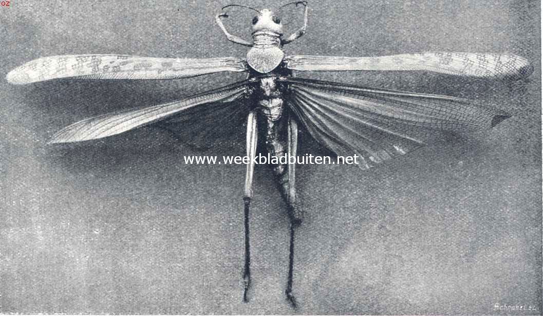 Treksprinkhaan (Acridium Migratorium)