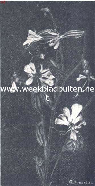 De Gaffelsilene
