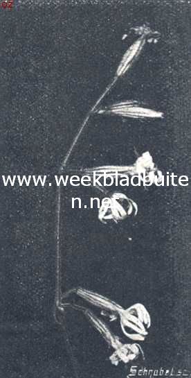 Bloempjes van de Nachtsilene. Overdag