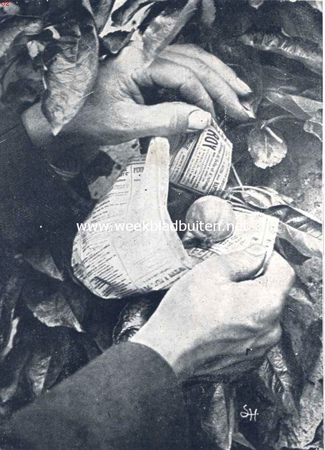 Fig. IV. De vrucht wordt in het zakje gebracht