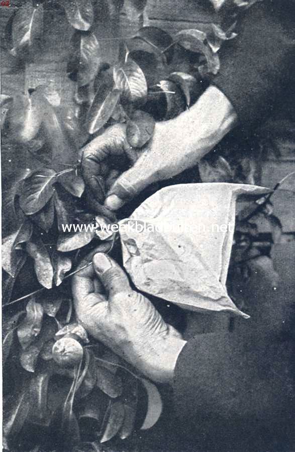 Fig. VII. Het zakje wordt met touw of raphia dichtgebonden