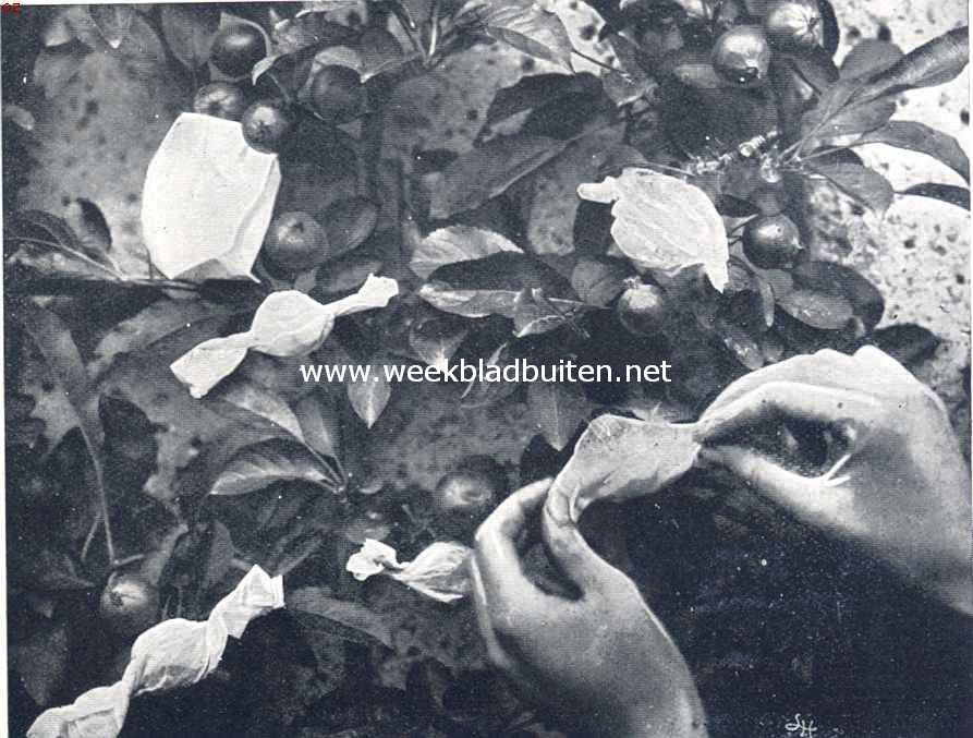 Fig. VI. Kleinere vruchten worden in zijdepapier gewikkeld