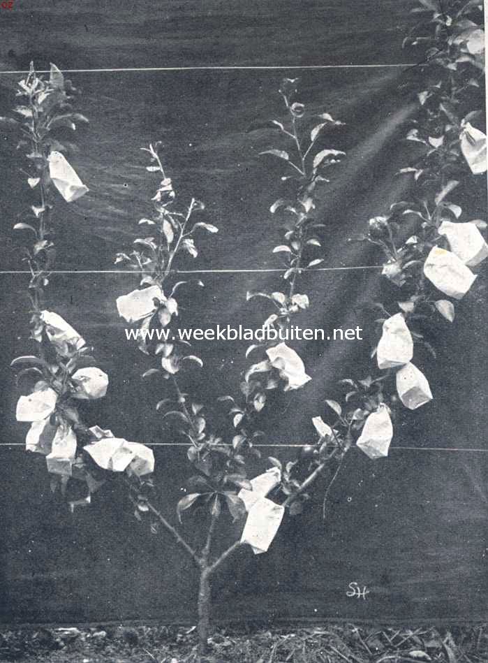 Fig. VIII. Het inzakken van vruchten. Jonge leiboom met ingezakte vruchten