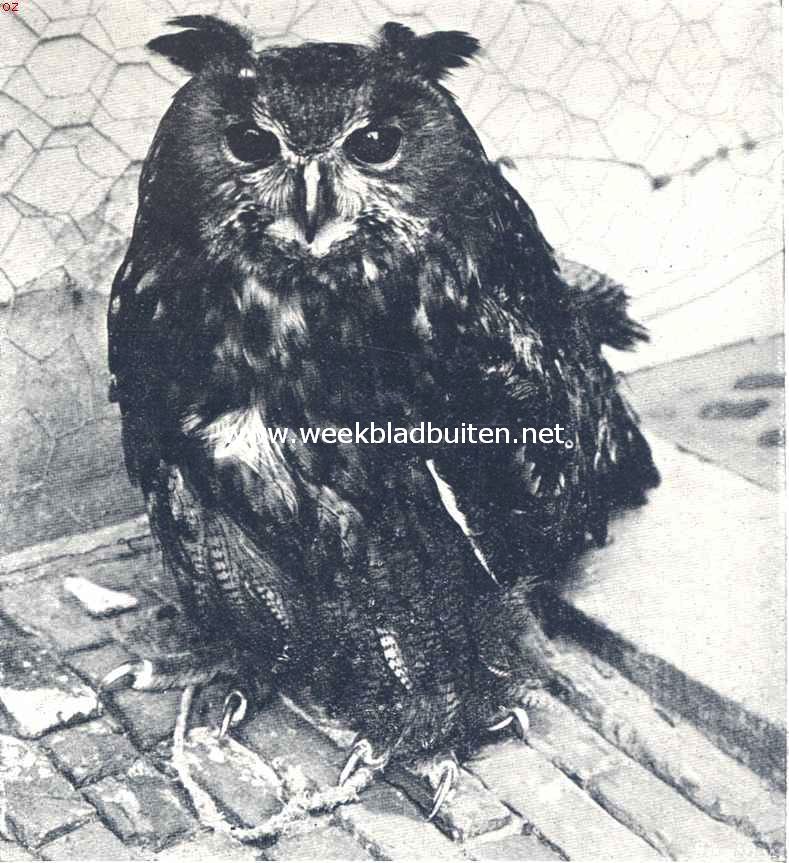 De Oehoe