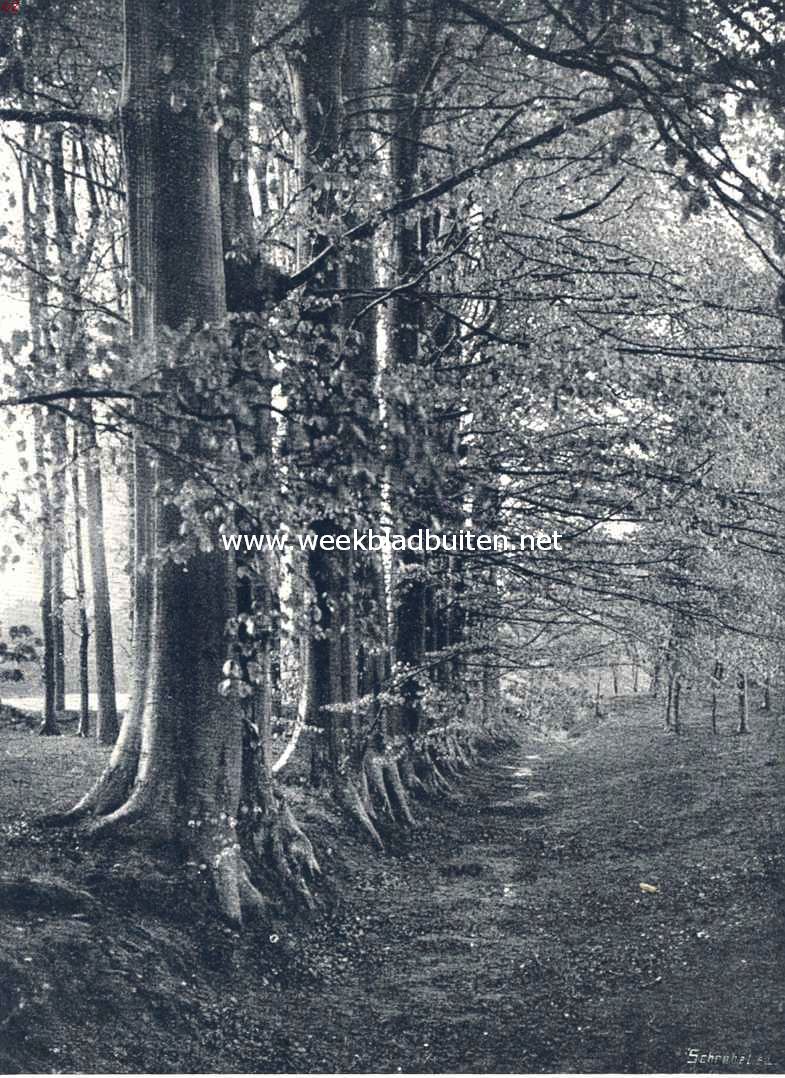 Boschbouw. Beuken in herfsttooi