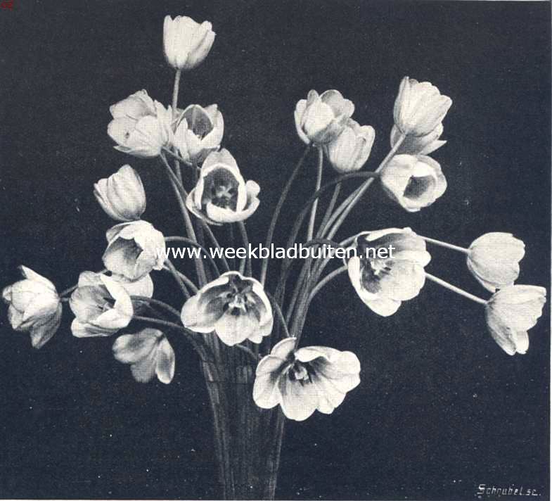 Vaas met Darwin-tulpen