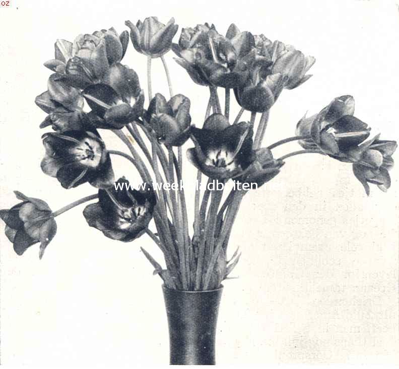 Darwin-tulpen