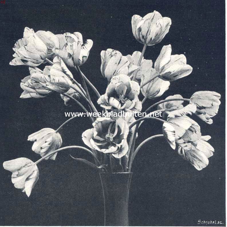 Rembrandt-tulpen