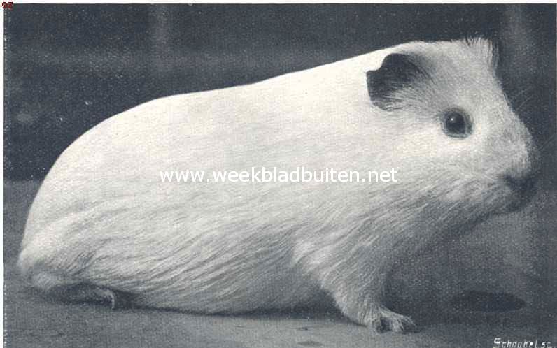 Guineesch biggetje