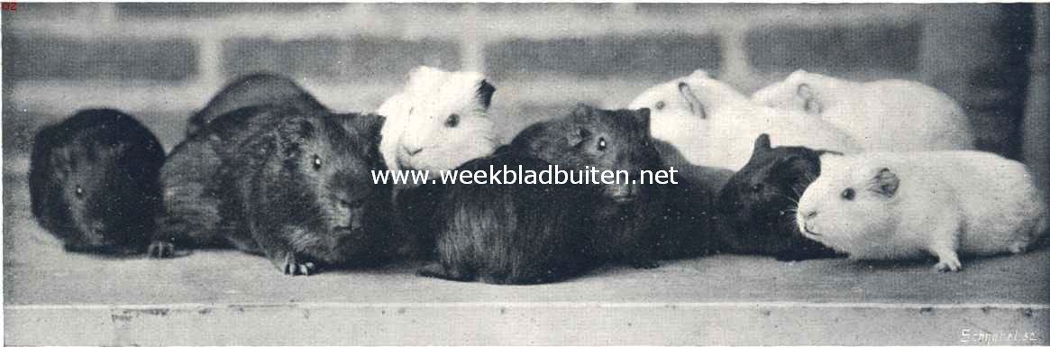Guineesche biggetjes. In angst en vreeze