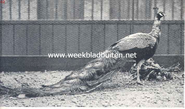 De bonte pauw