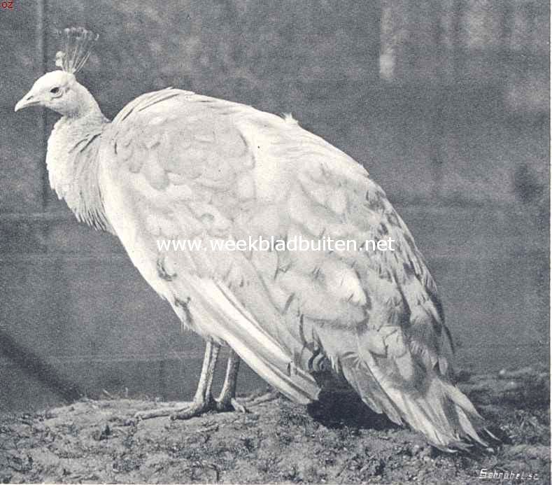 De witte pauw