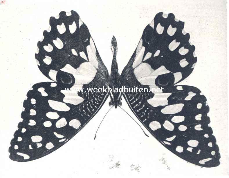 Papilio Policenes