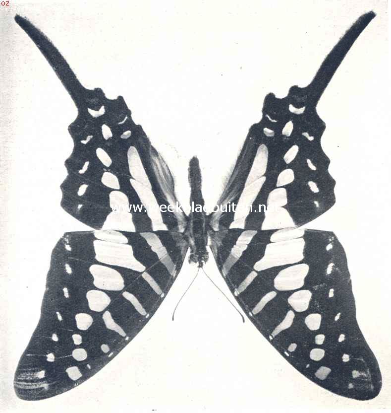 Papilio Erithopius