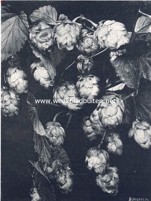 Hopbellen