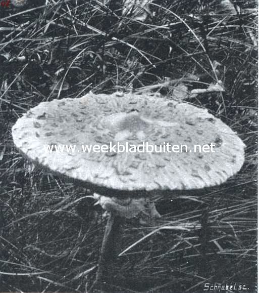 De parasolzwam
