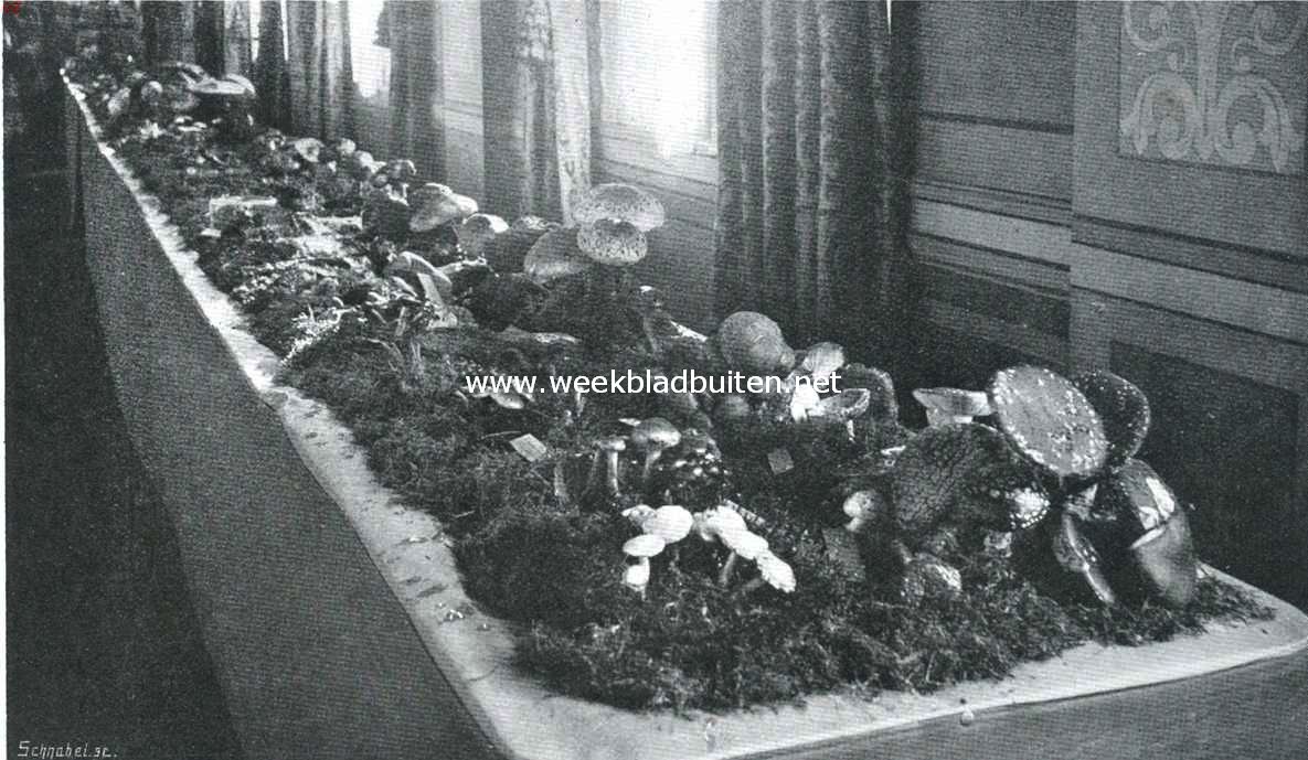 Een mooie groep paddestoelen