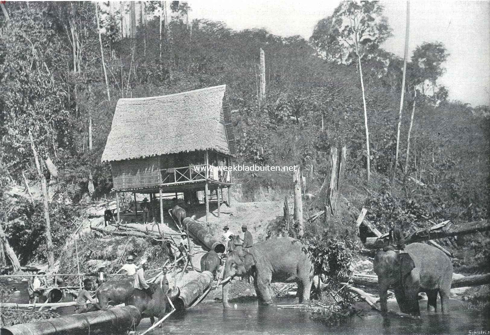Penang. Olifanten aan het werk
