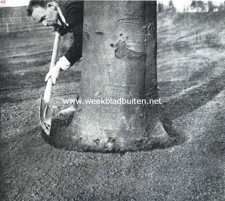 Gras onder boomen. Om de stammen worden gootjes gemaakt om het langs hen afloopende regenwater op te vangen