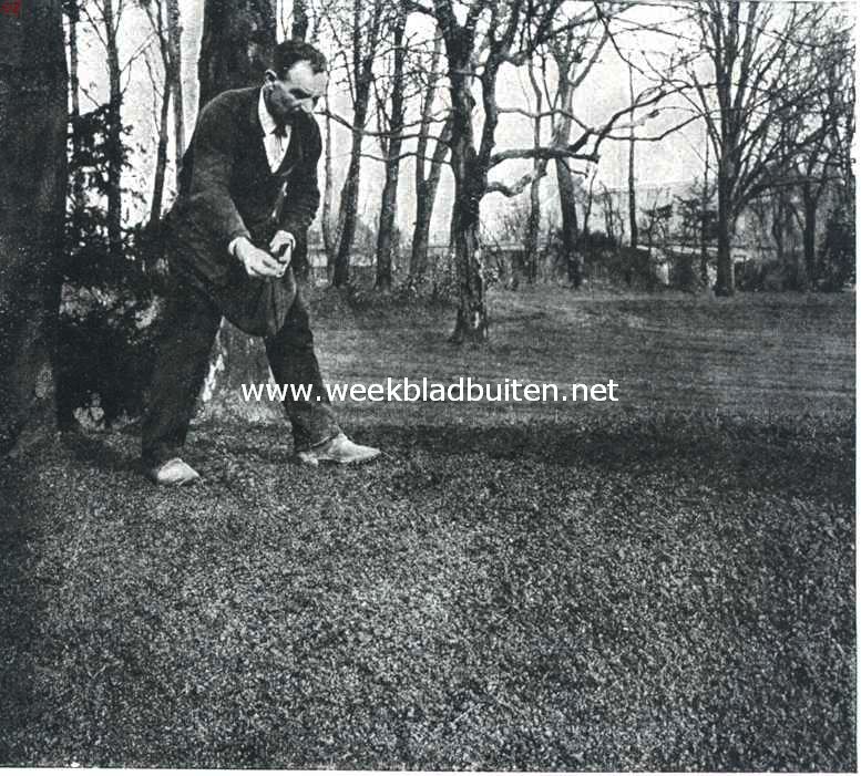 Gras onder boomen. Om het wegwaaien der lichte zaden te voorkomen, worden slechts kleine hoeveelheden, dicht langs den grond, uitgestrooid