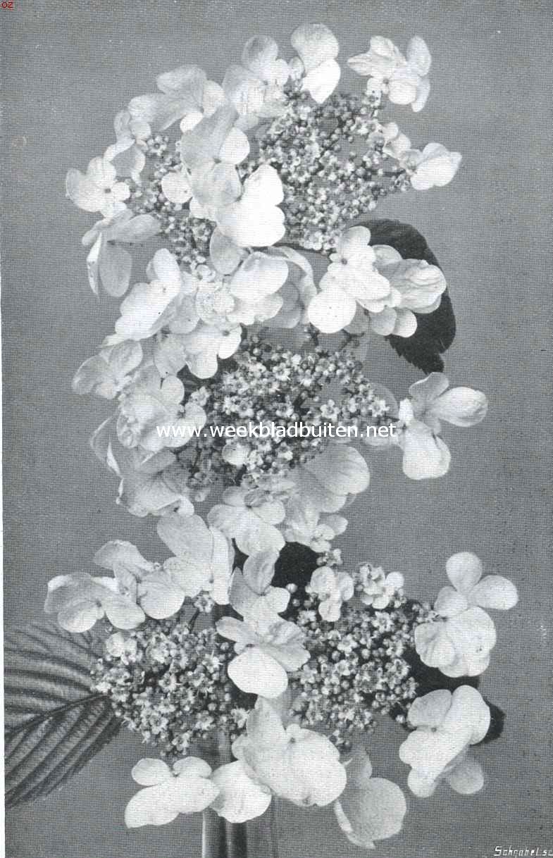 Bloeiwijzen. Bloeiwijzen van den Japanschen sneeuwbal (1/2 nat. grootte). Fertiele vorm