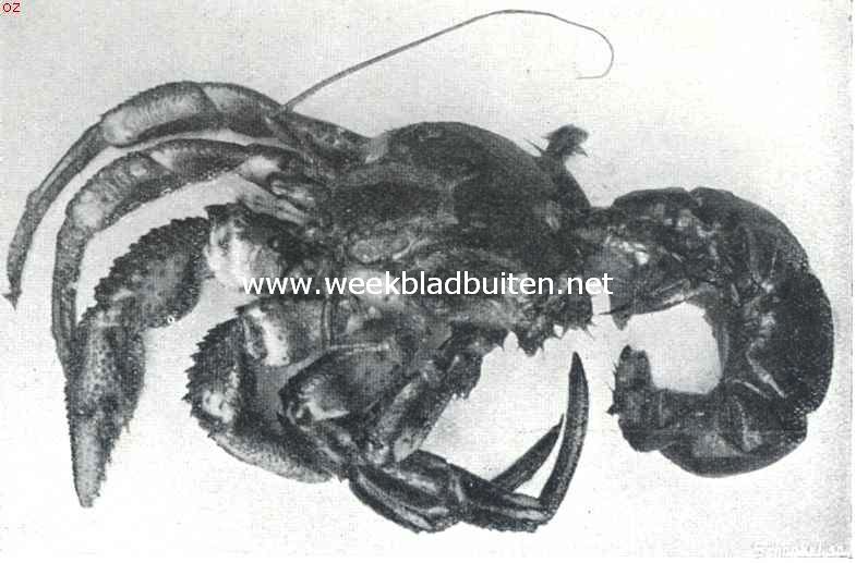 Heremietkreeft uit de schelp gehaald om den vorm van het slakachtige achterlijf en den asymmetrischen bouw te laten zien