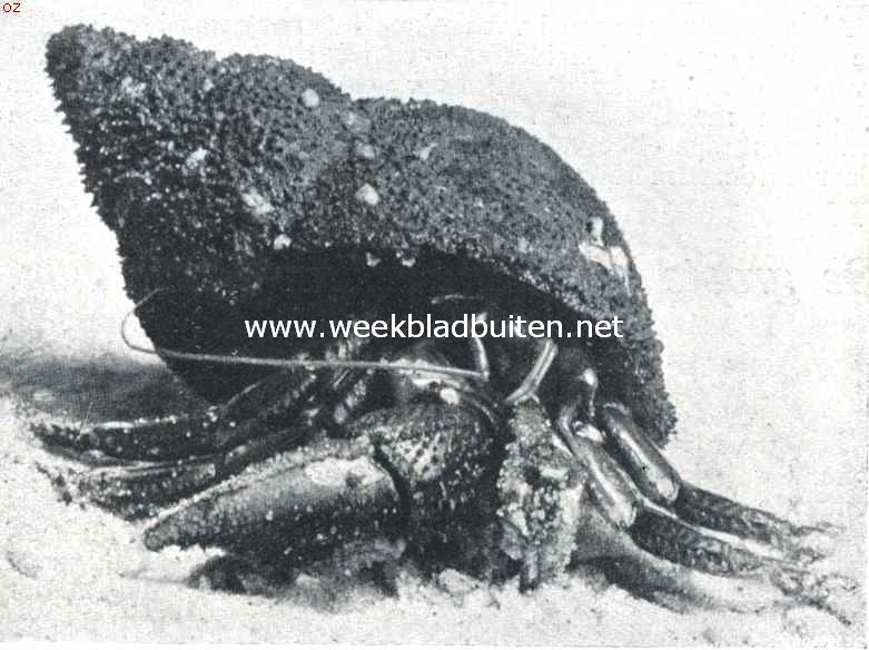Heremietkreeft in de schelp van een wulk