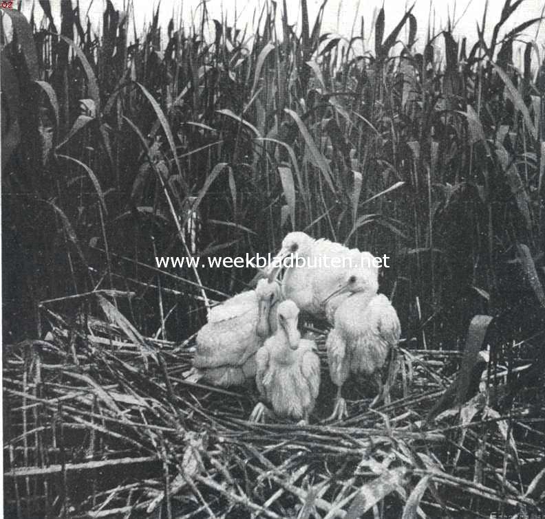 Vogelfotografie in Nederland en daarbuiten. Jonge lepelaars in het Naardermeer