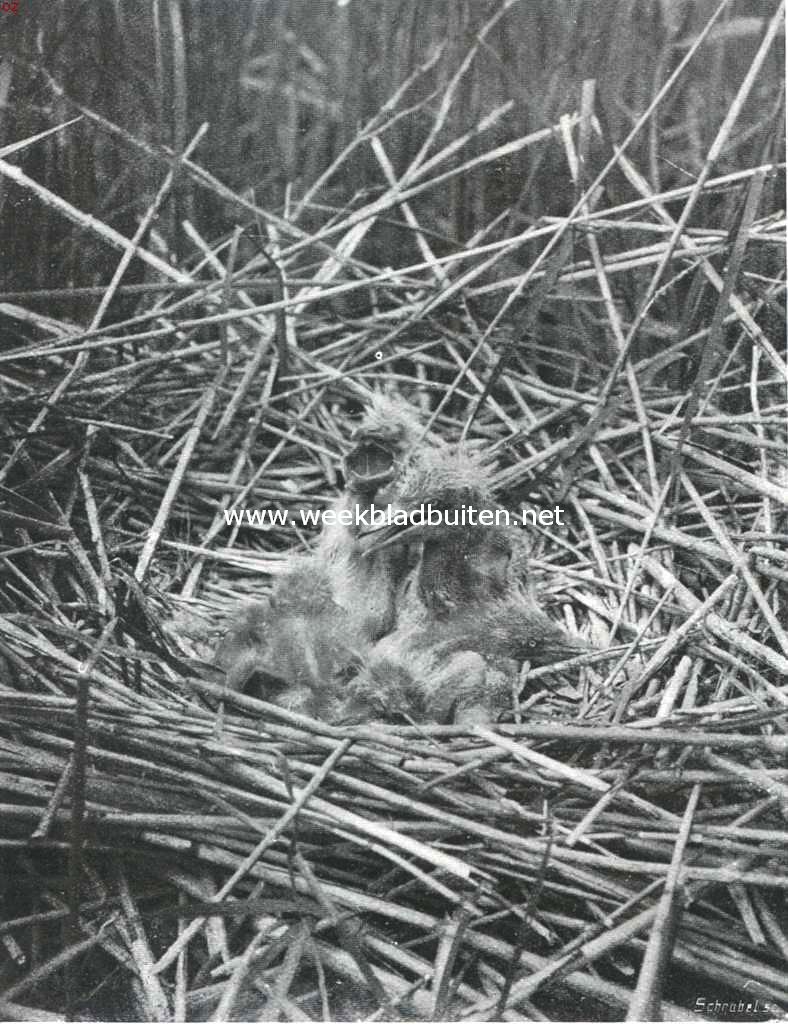 Vogelfotografie in Nederland en daarbuiten. Jongen van den purperreiger in het nest