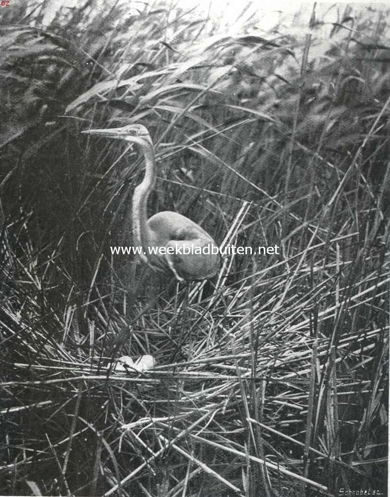 Vogelfotografie in Nederland en daarbuiten. Purperreiger op het nest in het Naardermeer