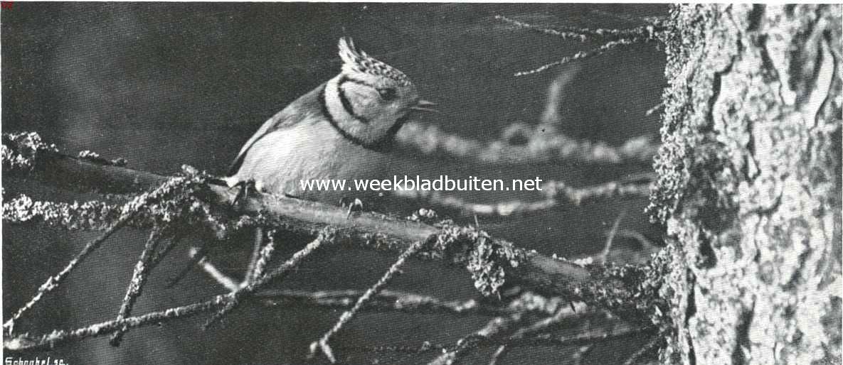 Vogelfotografie in Nederland en daarbuiten. Kuifmees