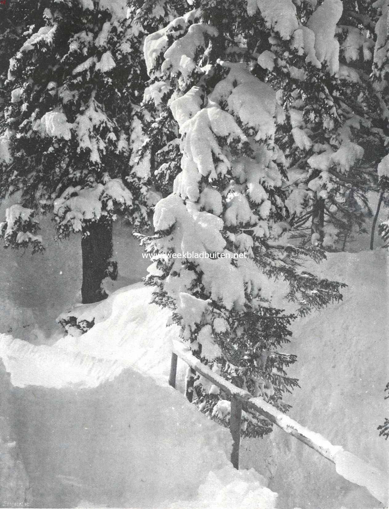 Boschpad in sneeuw
